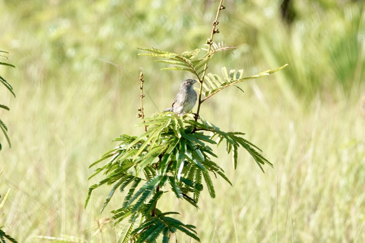 Botteri's Sparrow - ML644383801