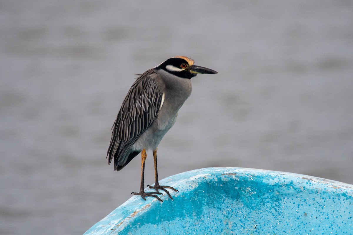 Sarı Tepeli Gece Balıkçılı [violacea grubu] - ML644383802
