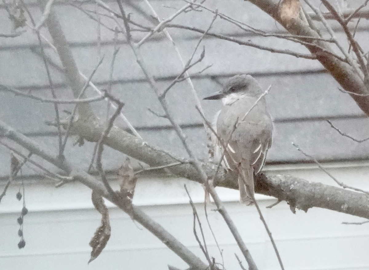 Tyran gris - ML644383807