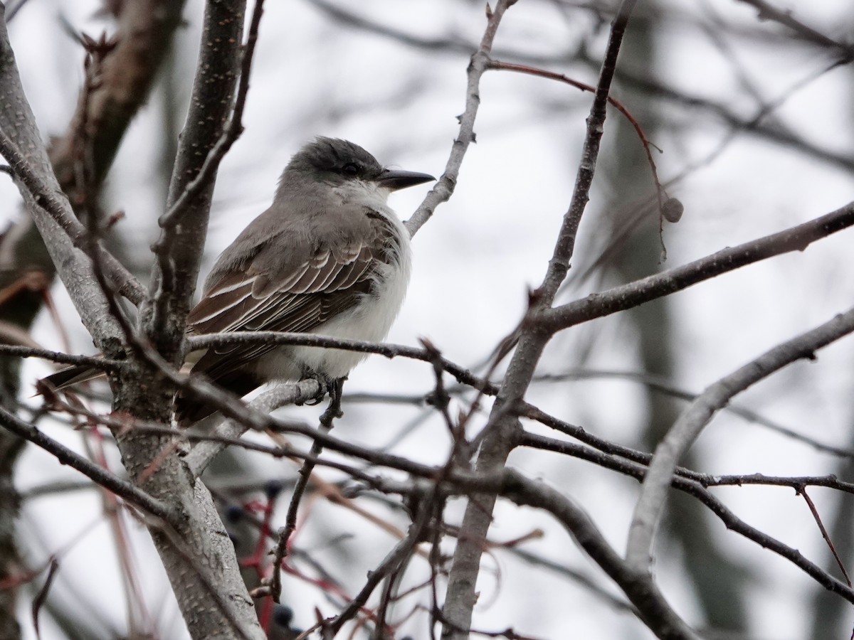 Tyran gris - ML644383808