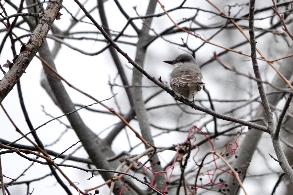 Tyran gris - ML644383809