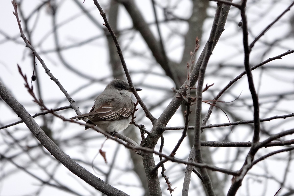 Tyran gris - ML644383810