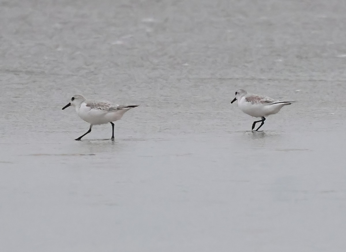 Побережник білий - ML644383812