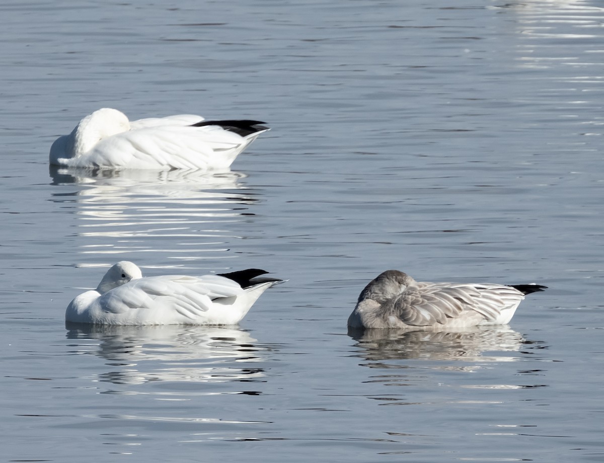 Schneegans - ML644383813