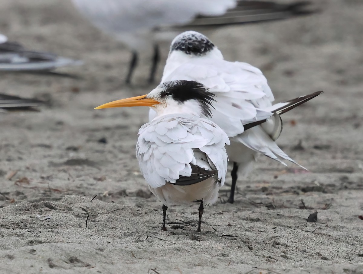 Крячок елегантний - ML644383820