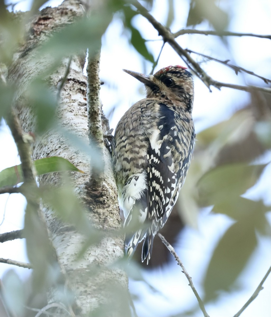 Gelbbauch-Saftlecker - ML644383826