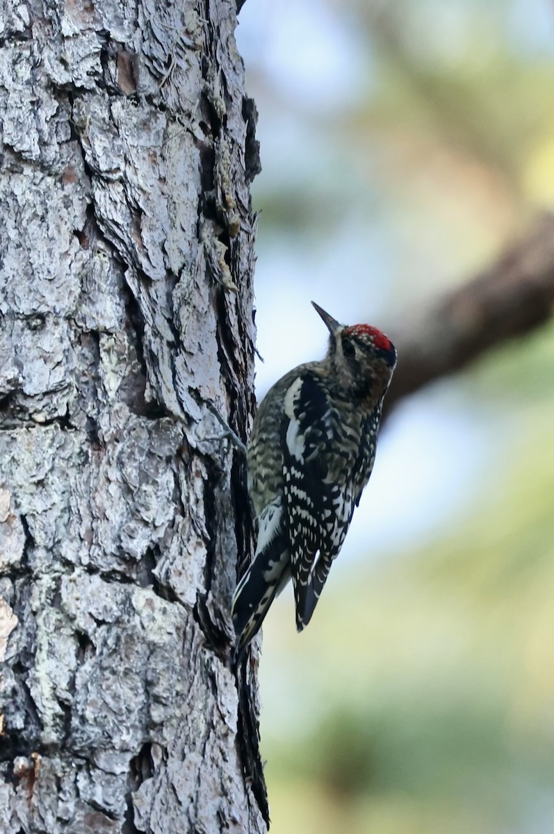 Gelbbauch-Saftlecker - ML644383827