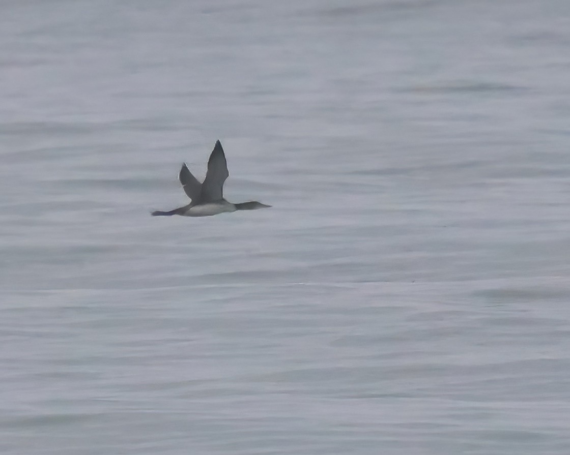 Гагара полярна - ML644383828