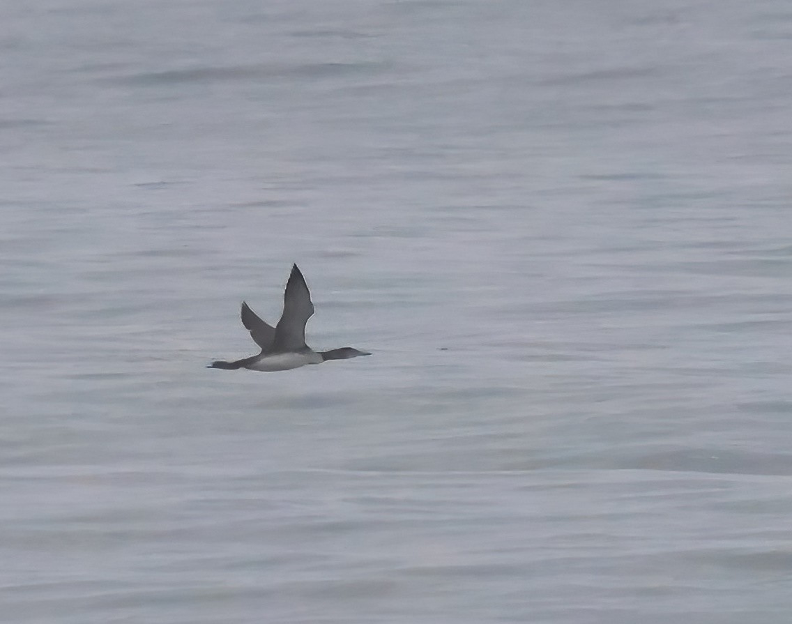 Гагара полярна - ML644383829