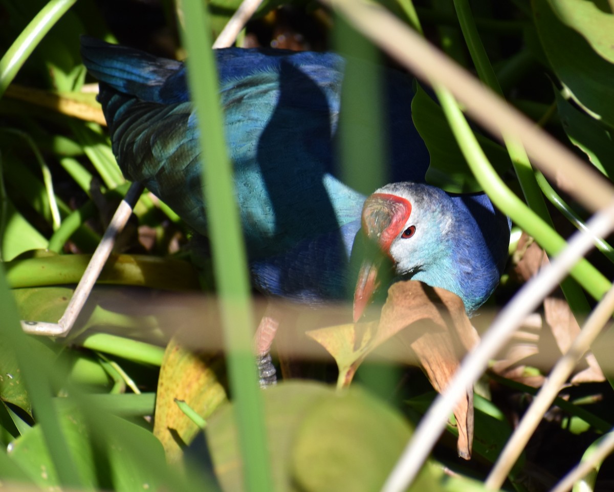 Gri Başlı Sazhorozu - ML644383831