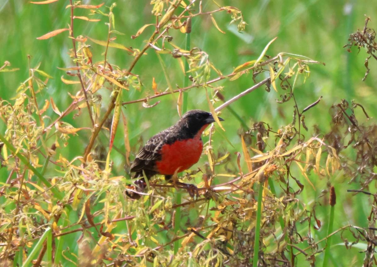 Red-breasted Meadowlark - ML644383834