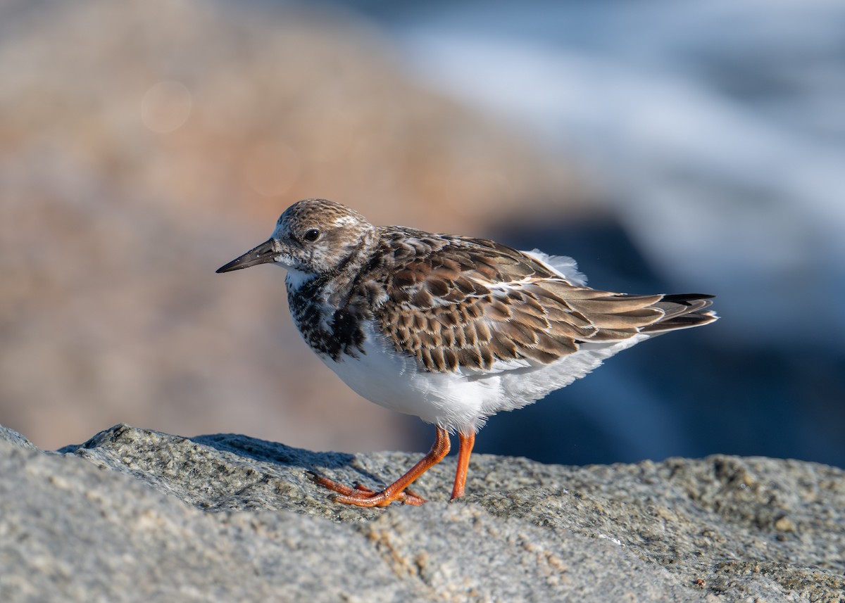 Ruddy Turnstone - ML644383836