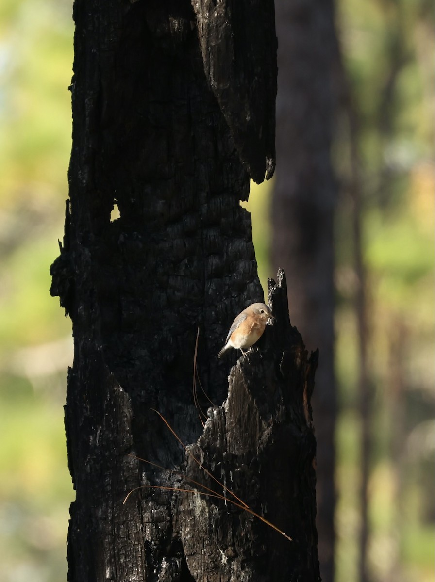 Eastern Bluebird - ML644383843