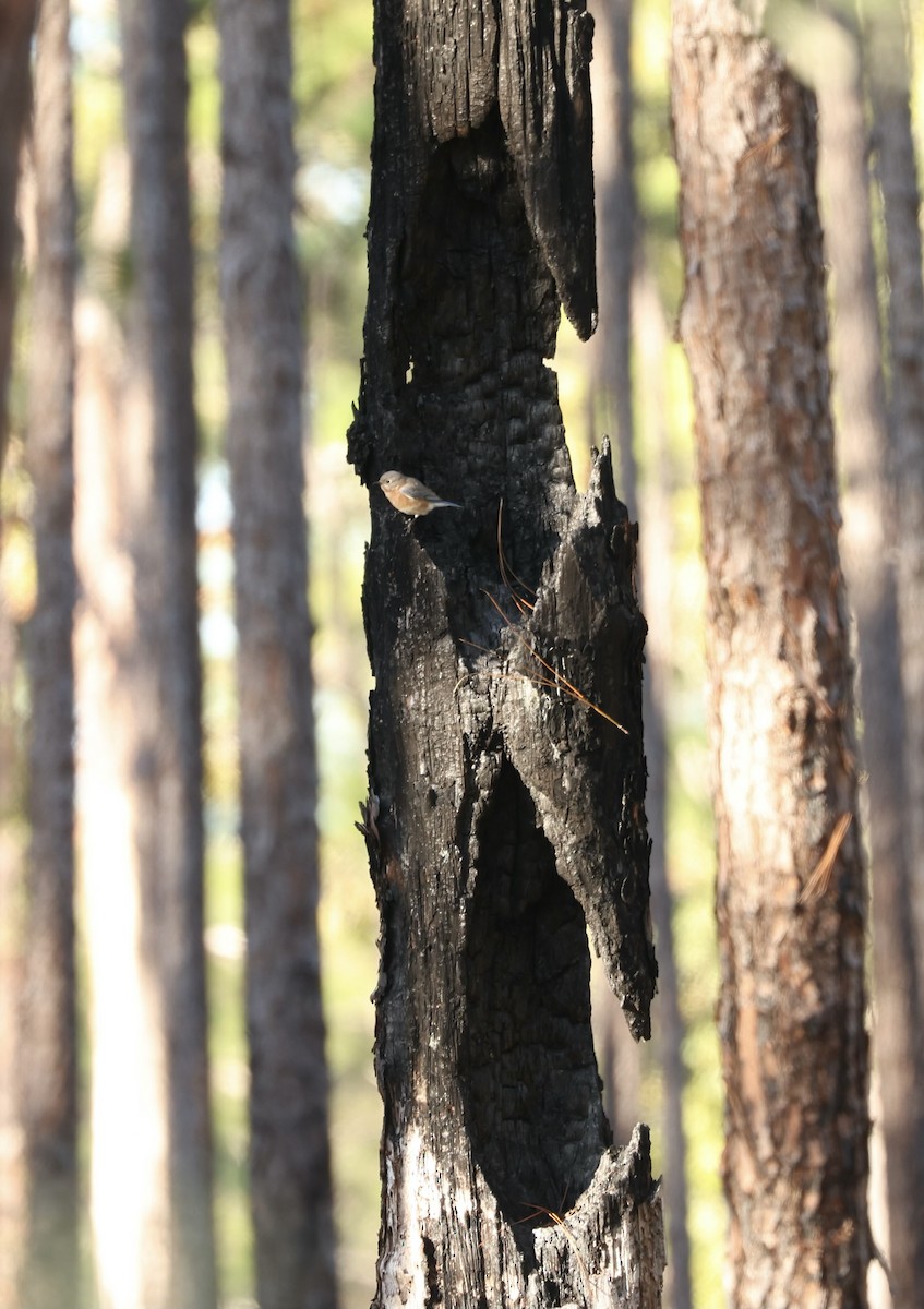 Eastern Bluebird - ML644383844