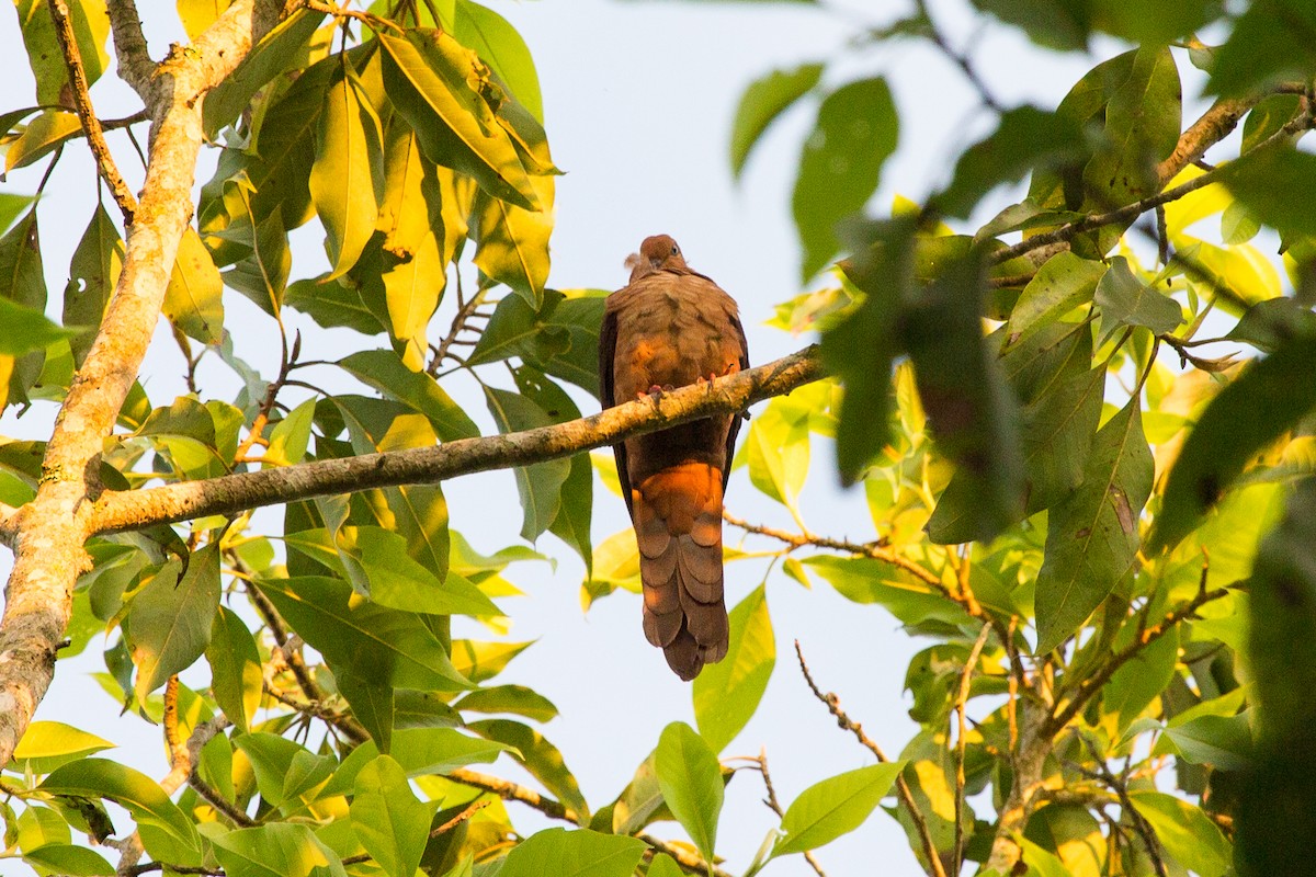 インドネシアオナガバト - ML644383846