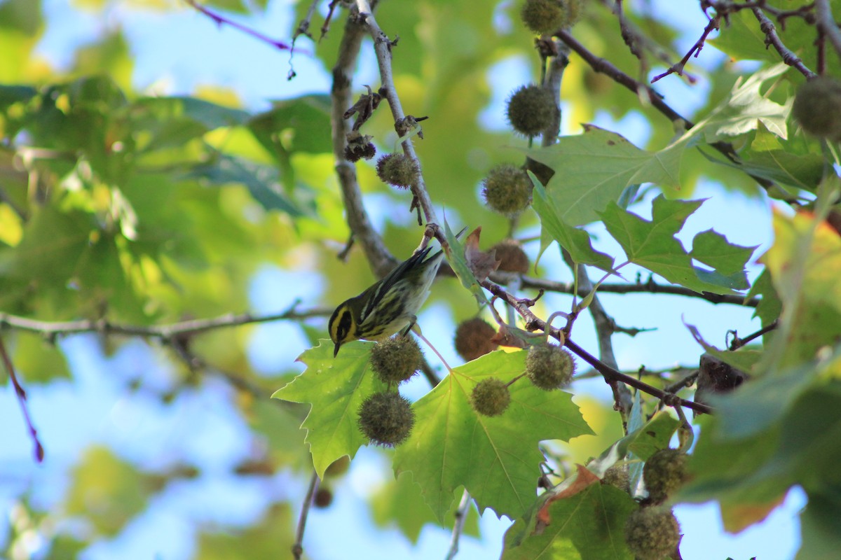 Townsend's Warbler - ML644383851