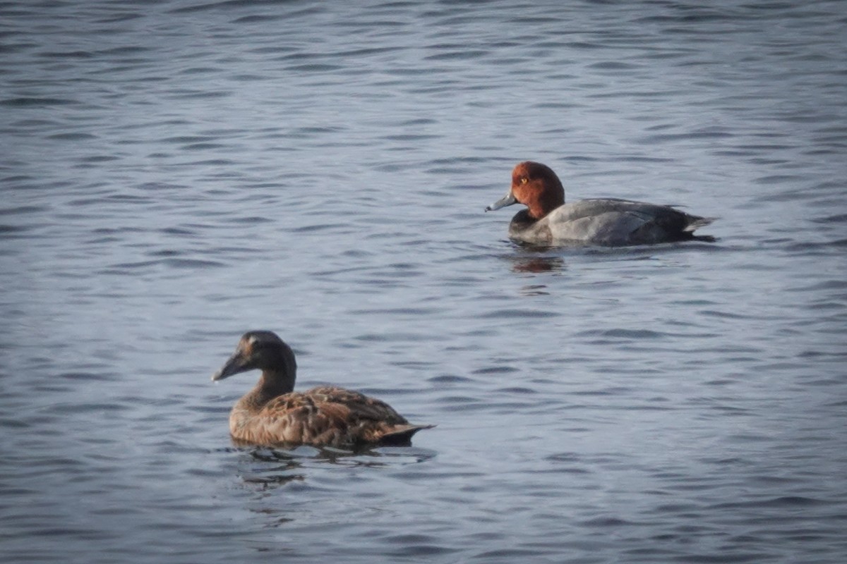 Redhead - ML644383852