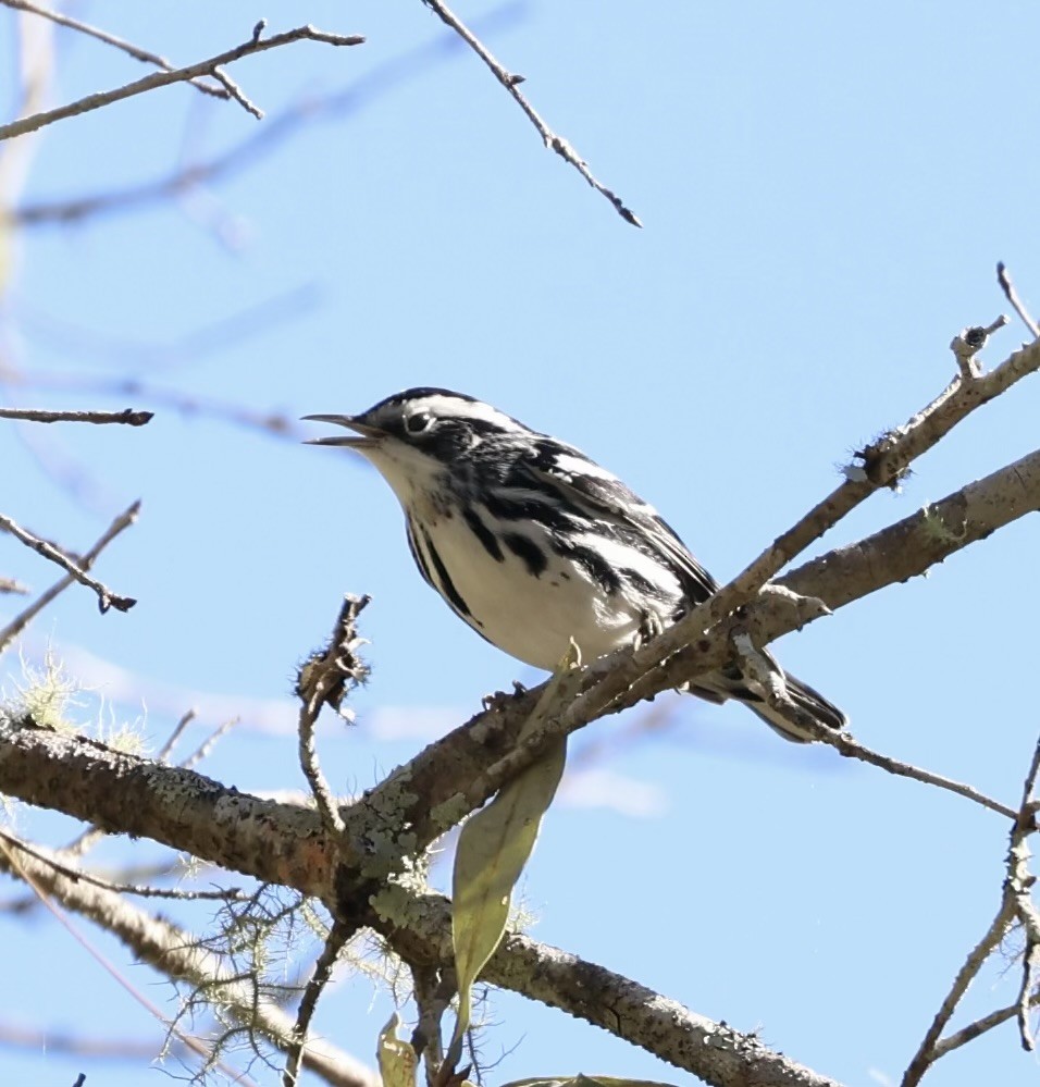 סבכון עקוד - ML644383854