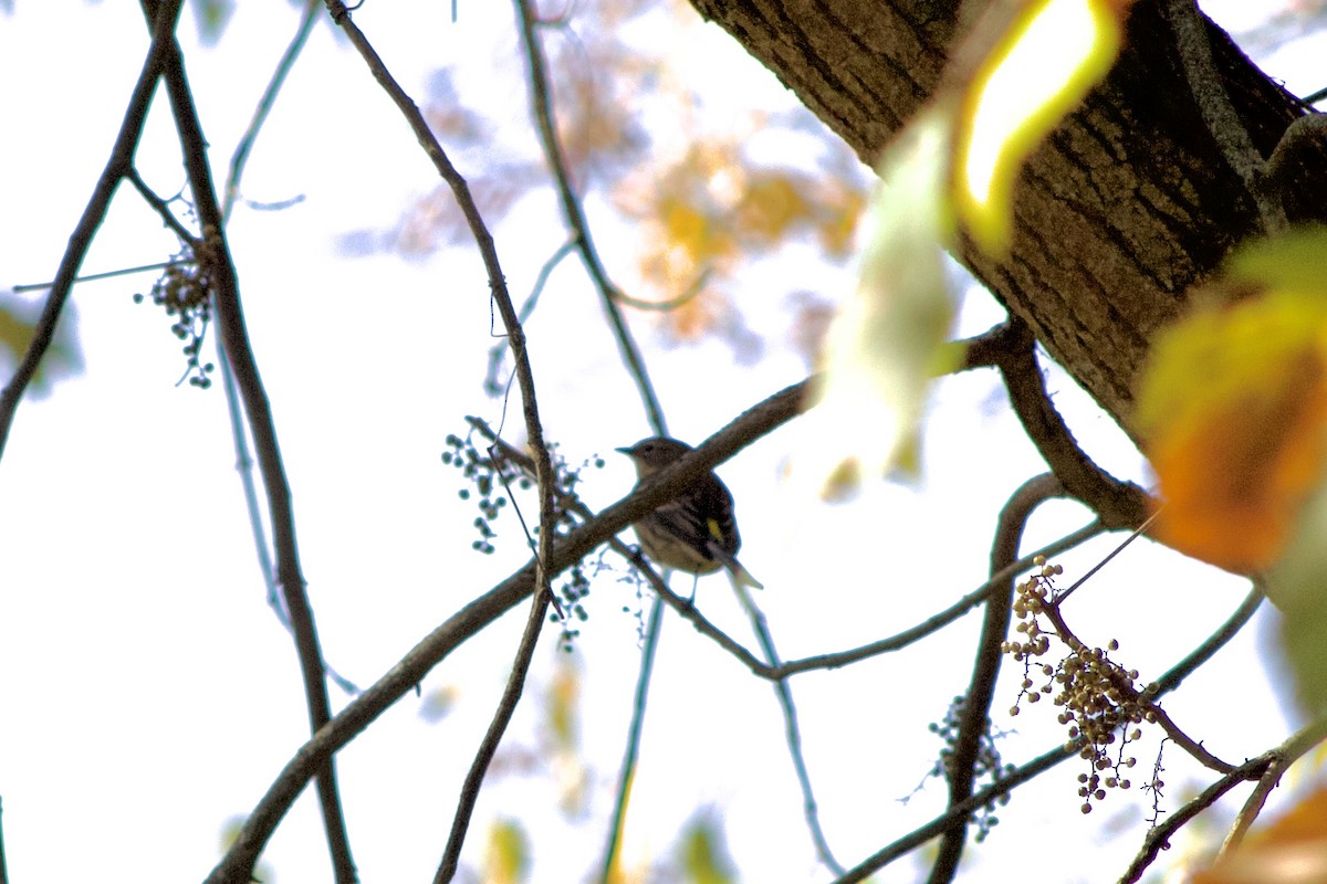 Yellow-rumped Warbler - ML644383855