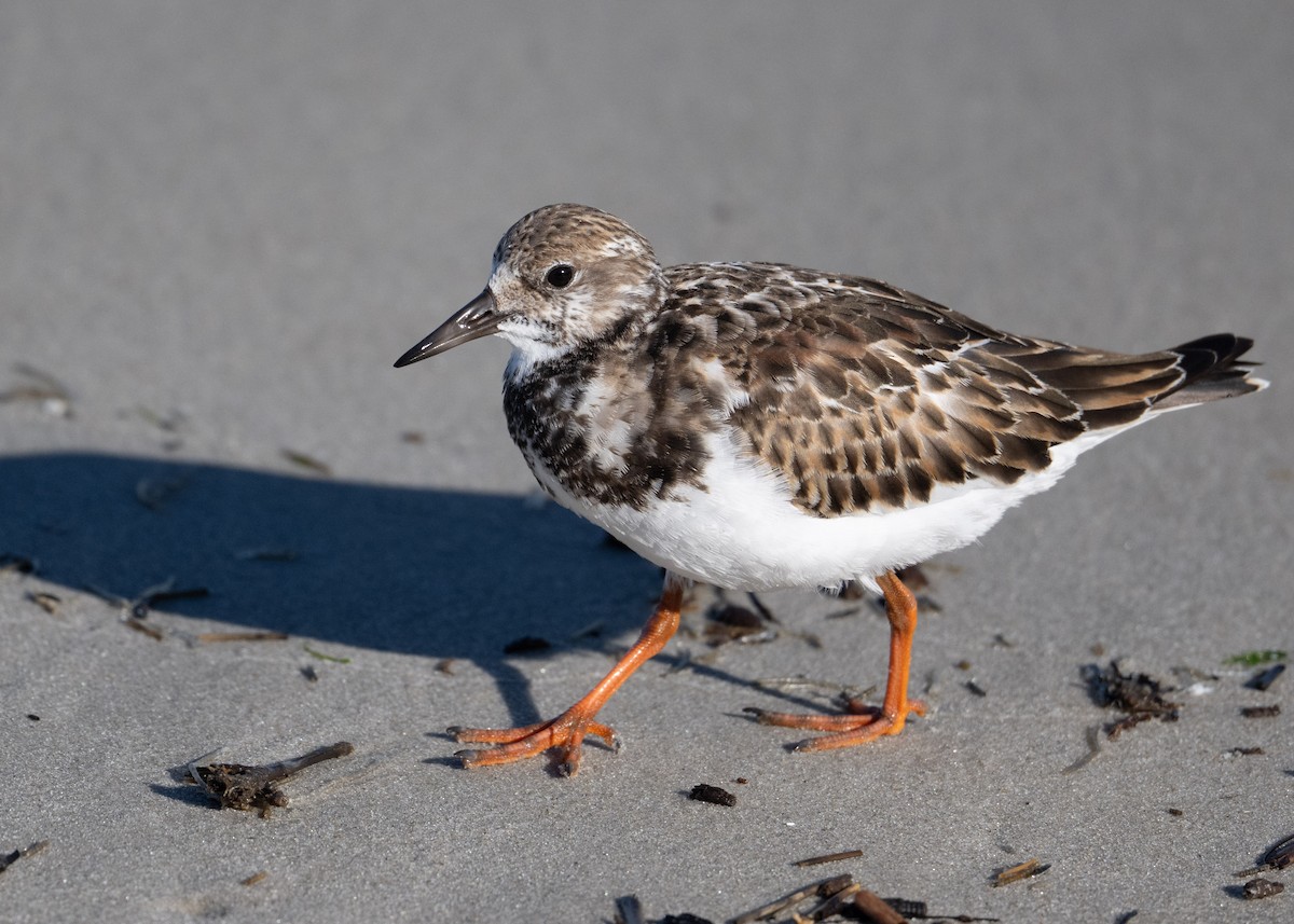 Ruddy Turnstone - ML644383857