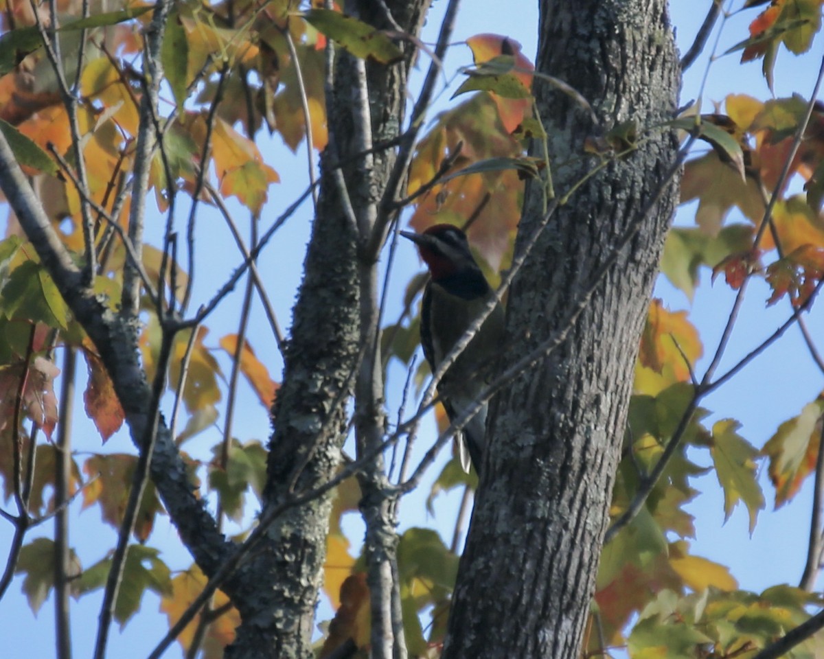 Gelbbauch-Saftlecker - ML644383871