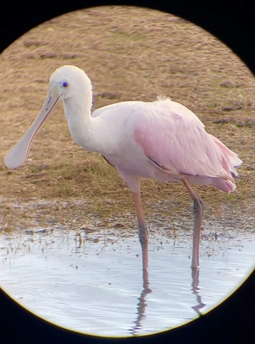 Roseate Spoonbill - ML644383874