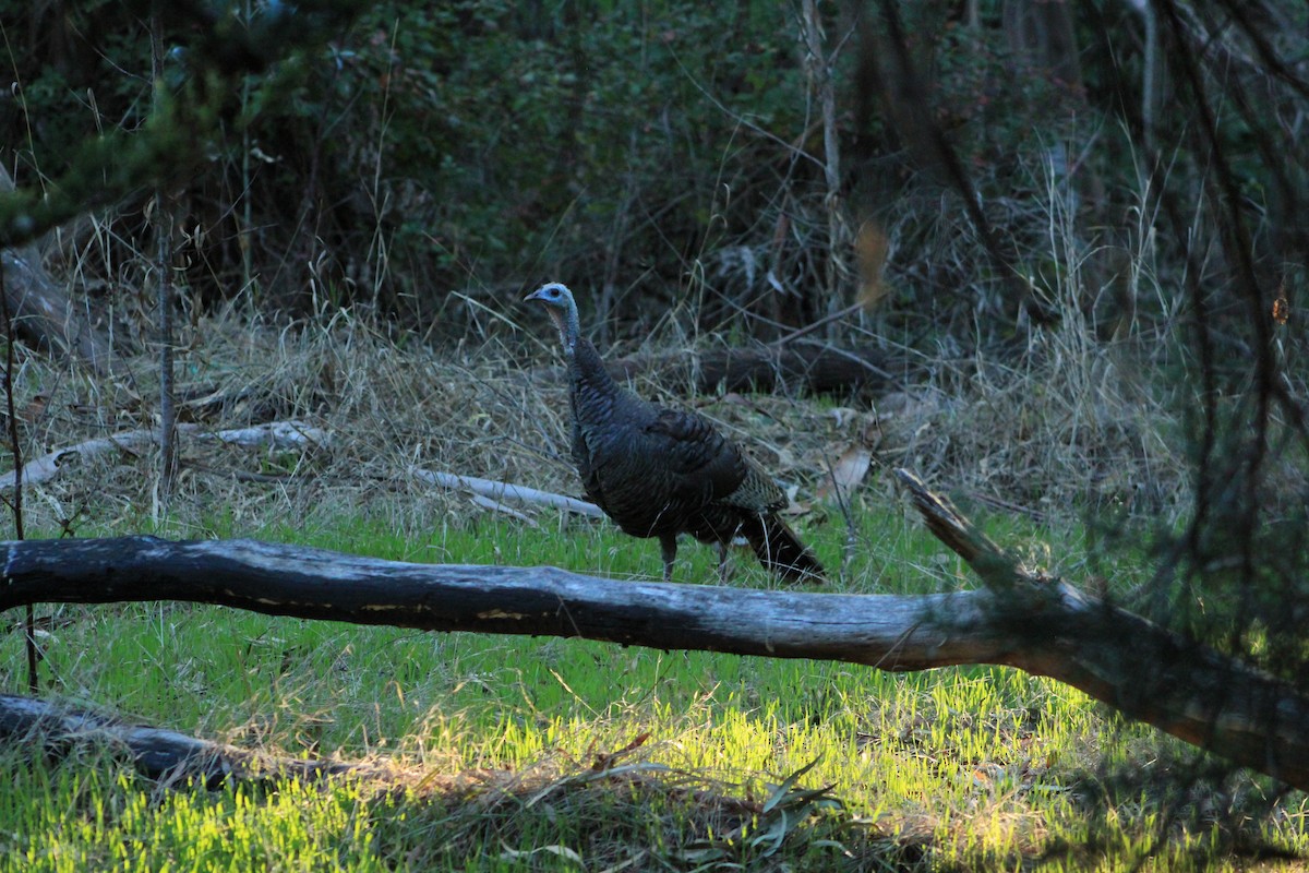 Wild Turkey - ML644383875