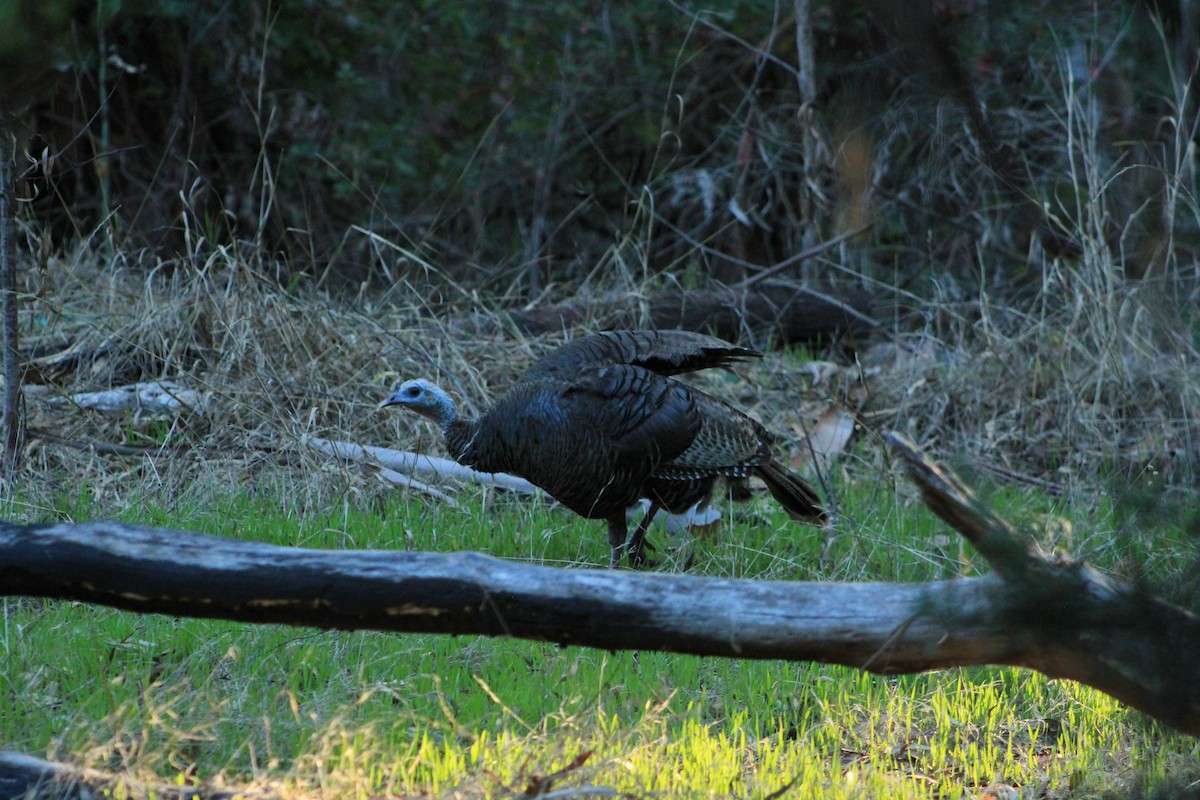 Wild Turkey - ML644383876