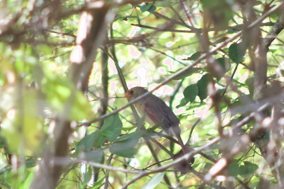 Kardinal arrunta - ML644383877