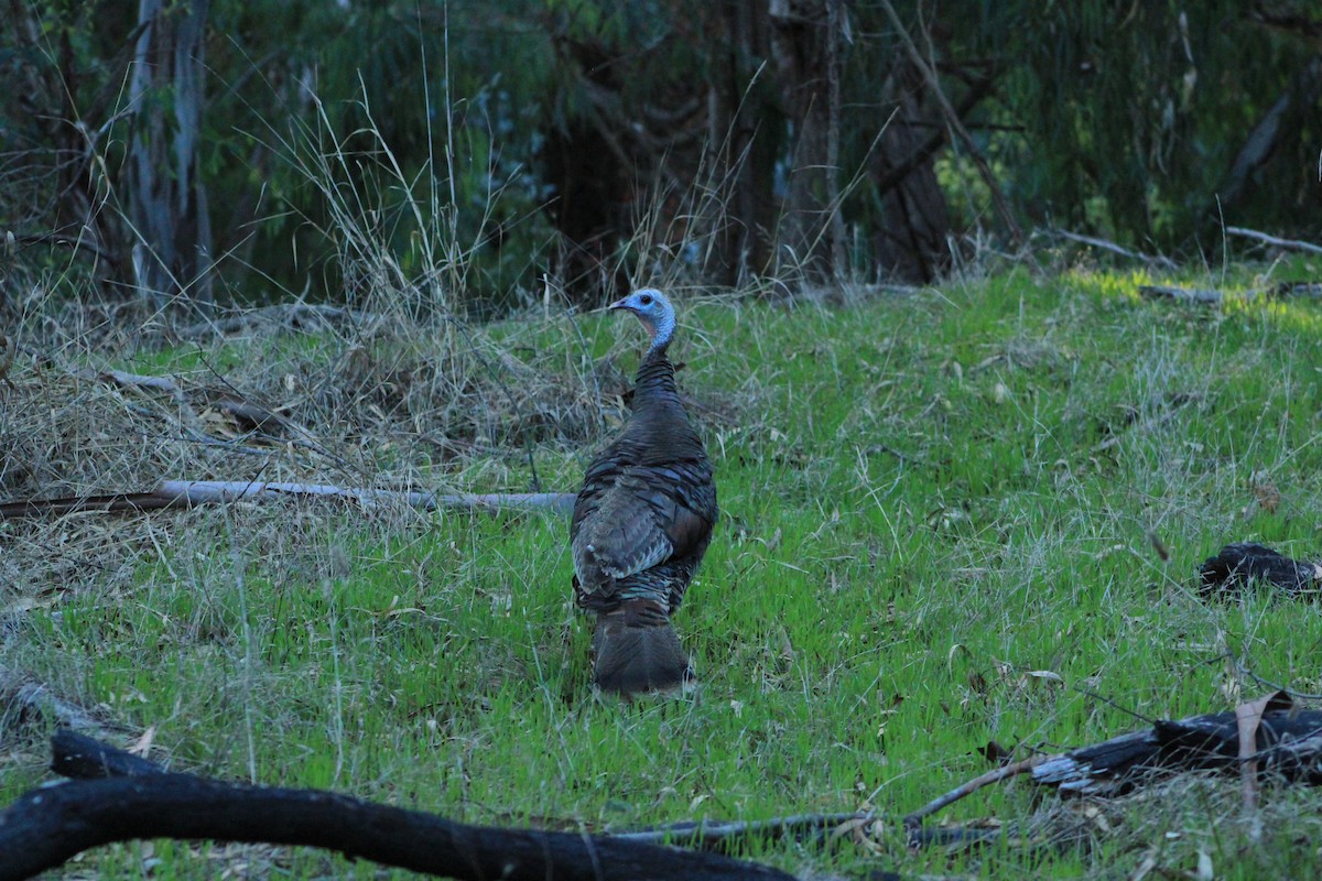 Wild Turkey - ML644383878