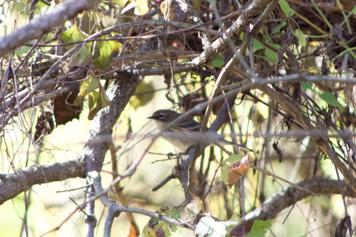 Yellow-rumped Warbler - ML644383880