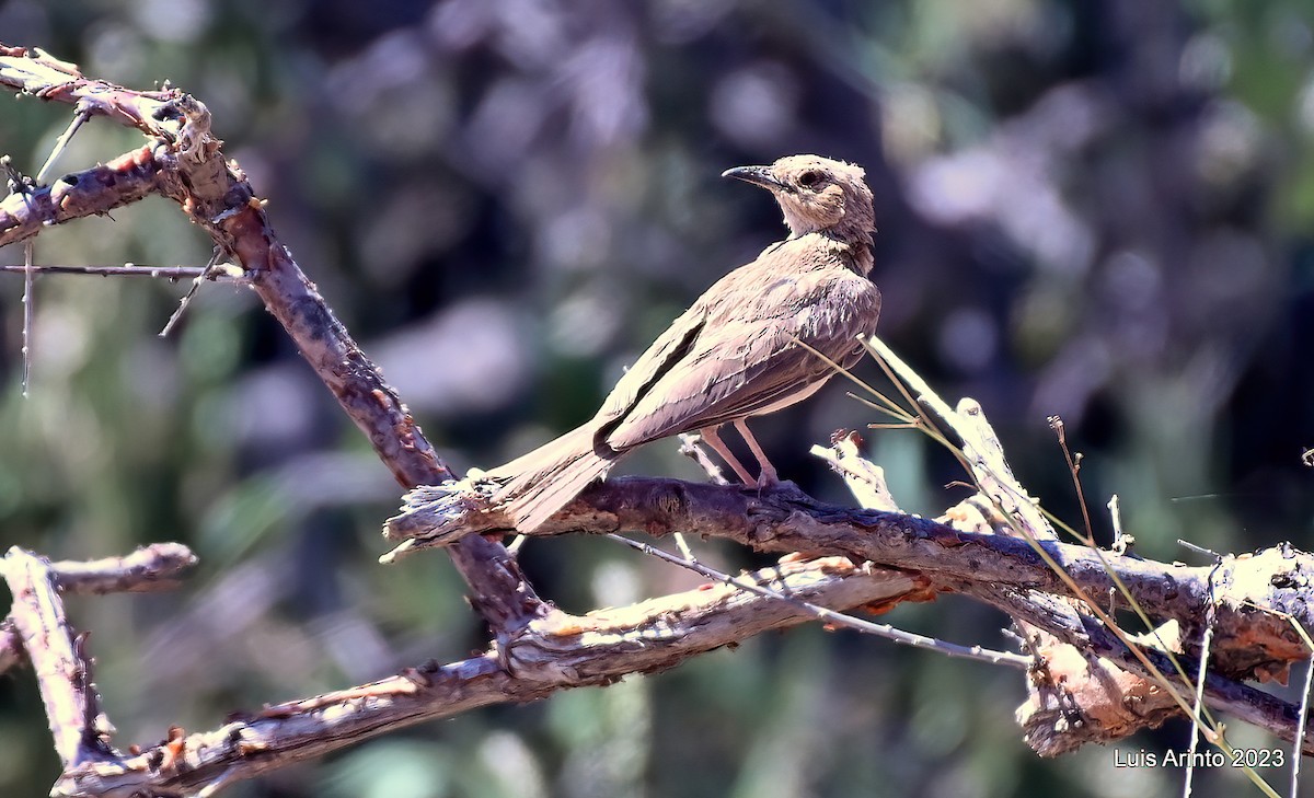 Alondra Leonada (Vulpina) - ML644383882