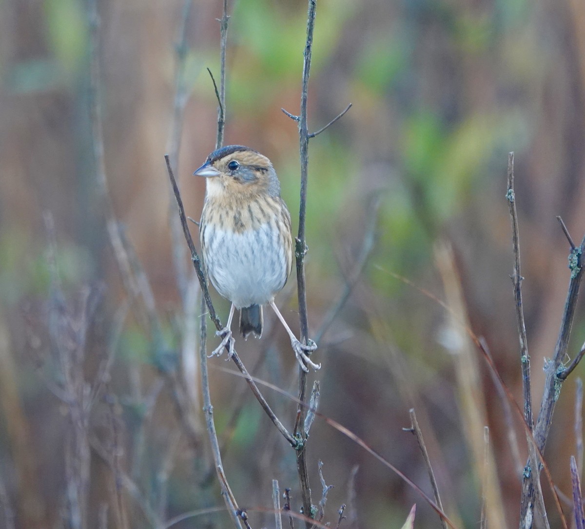 nålstjertspurv - ML644383887