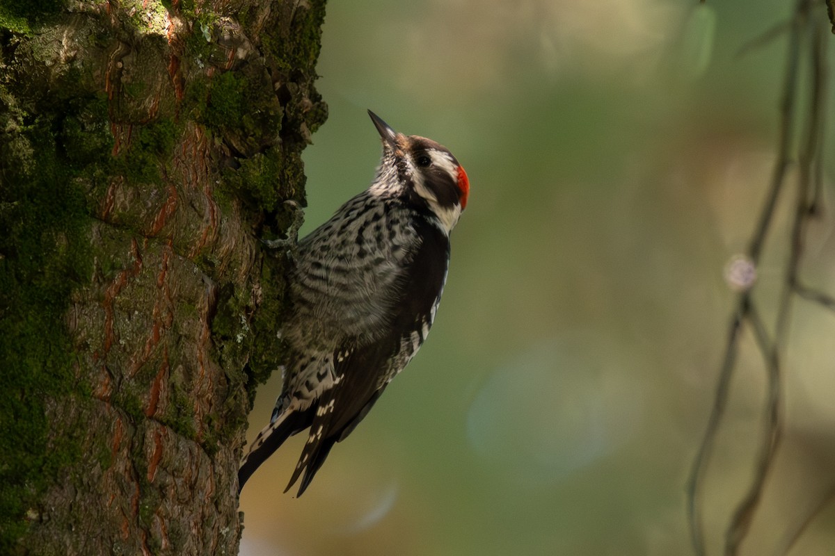 Strickland's Woodpecker - ML644383892