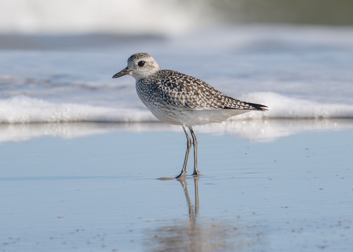 Black-bellied Plover - ML644383899