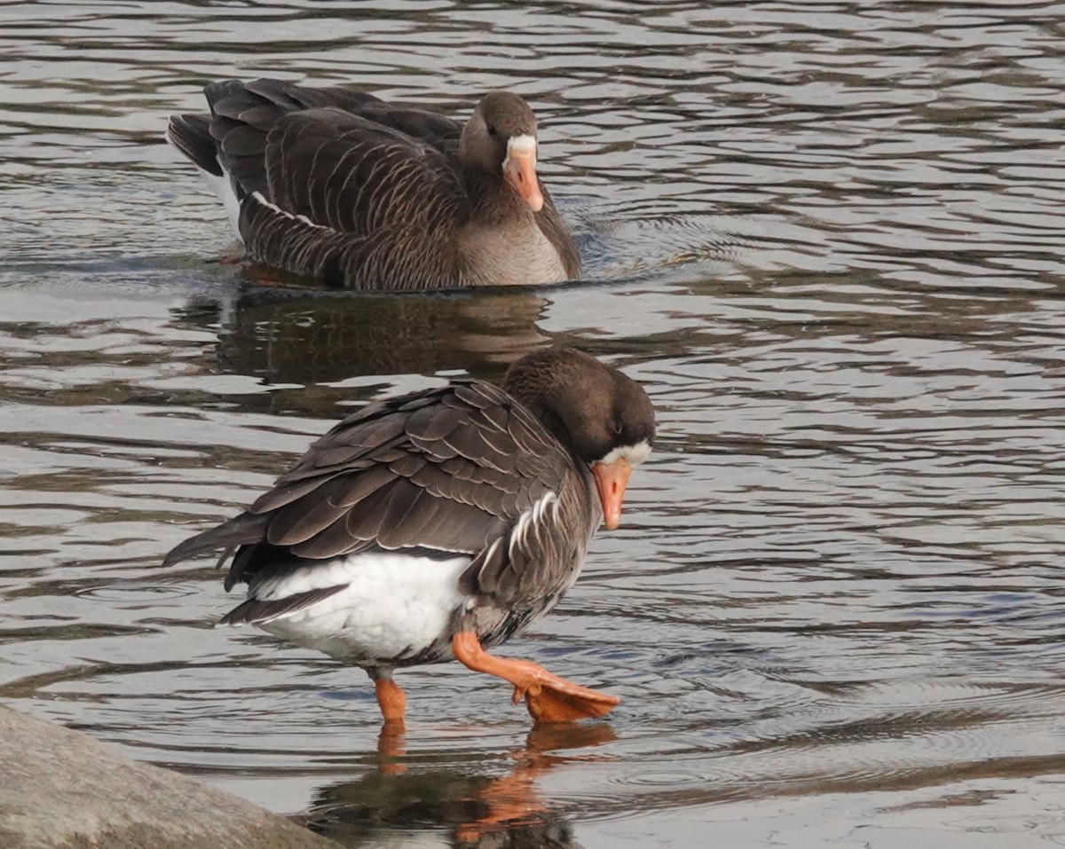 Манхин галуу - ML644383902