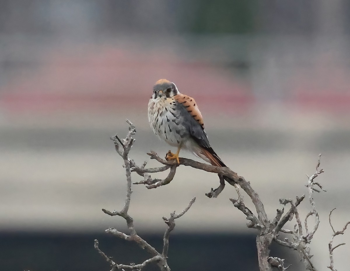 Боривітер американський - ML644383903