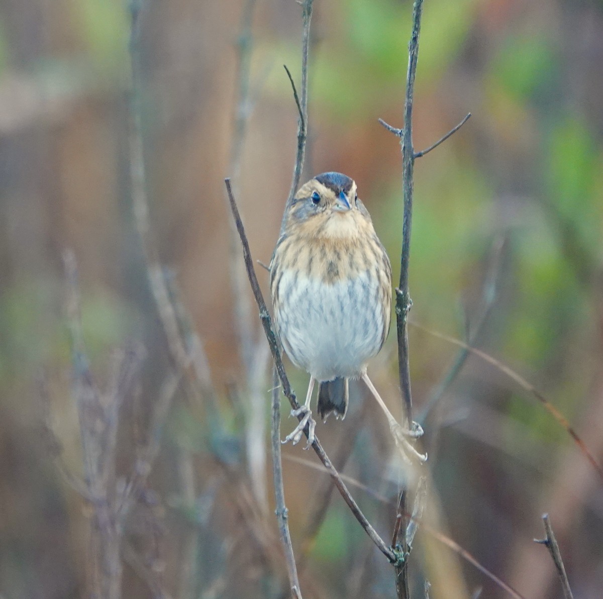 nålstjertspurv - ML644383920