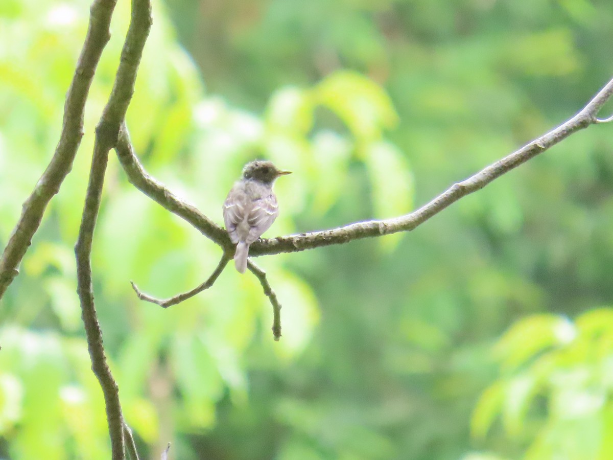 Eastern Wood-Pewee - ML644383922