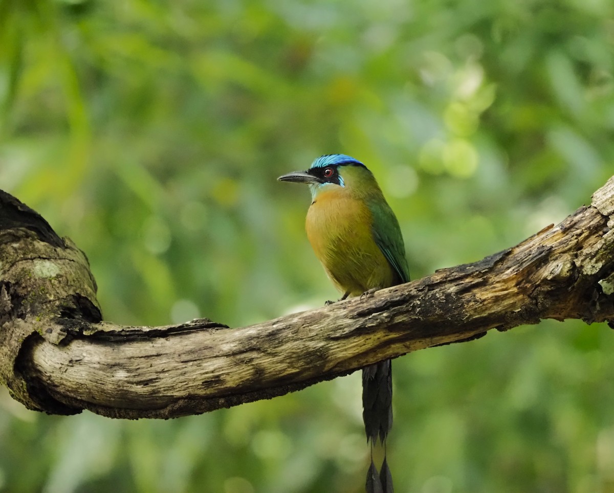 momot diadémový - ML644383923