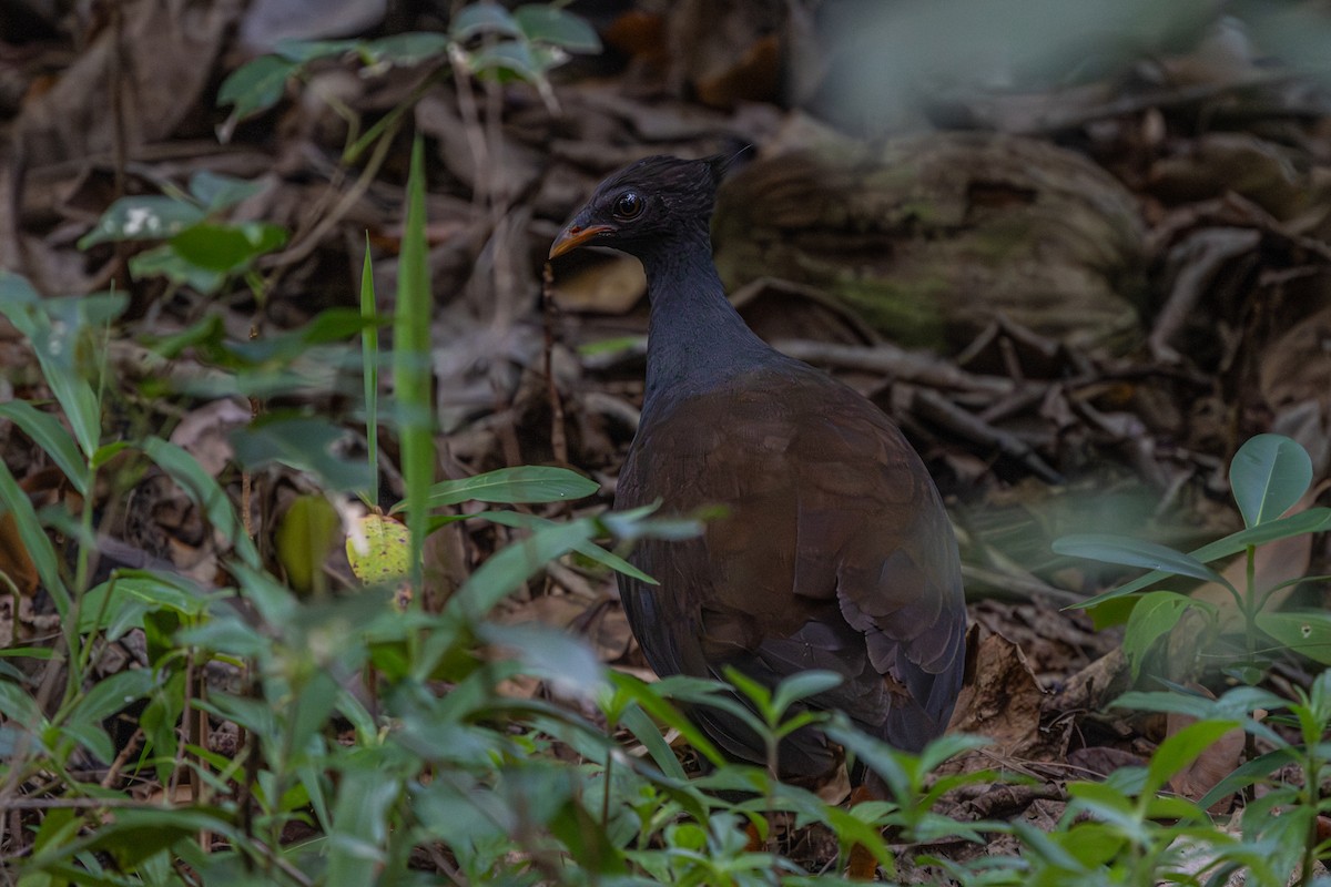 Mégapode de Reinwardt - ML644383924