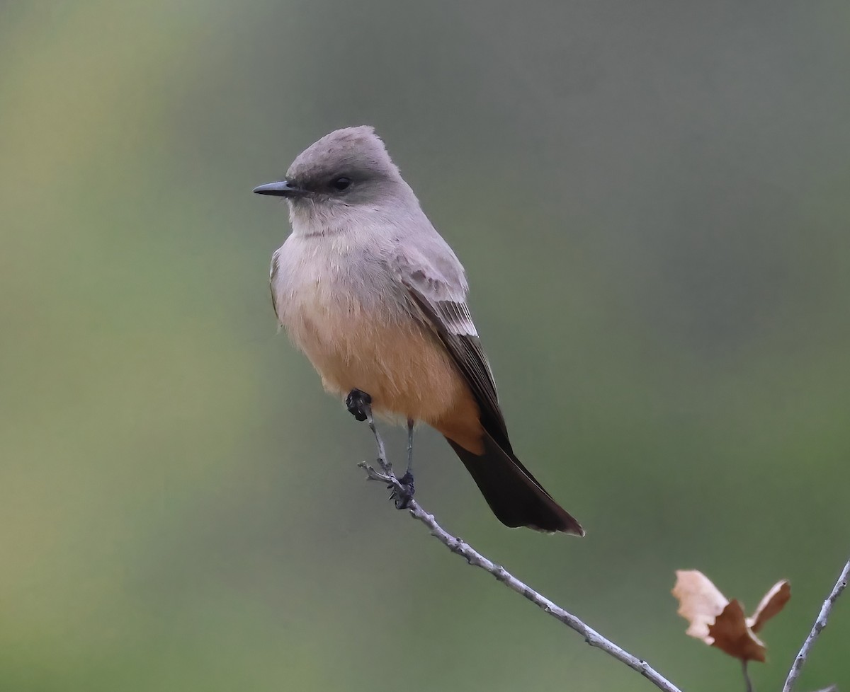 Феб великий - ML644383927