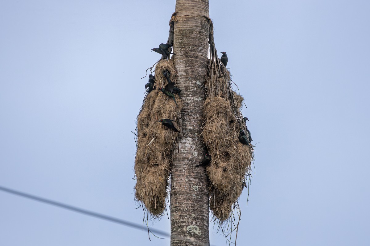 špaček lesklý - ML644383928