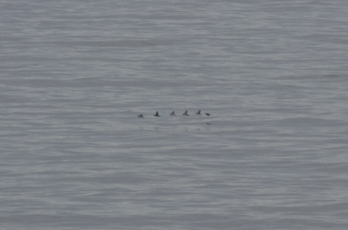 Ancient Murrelet - ML644383934