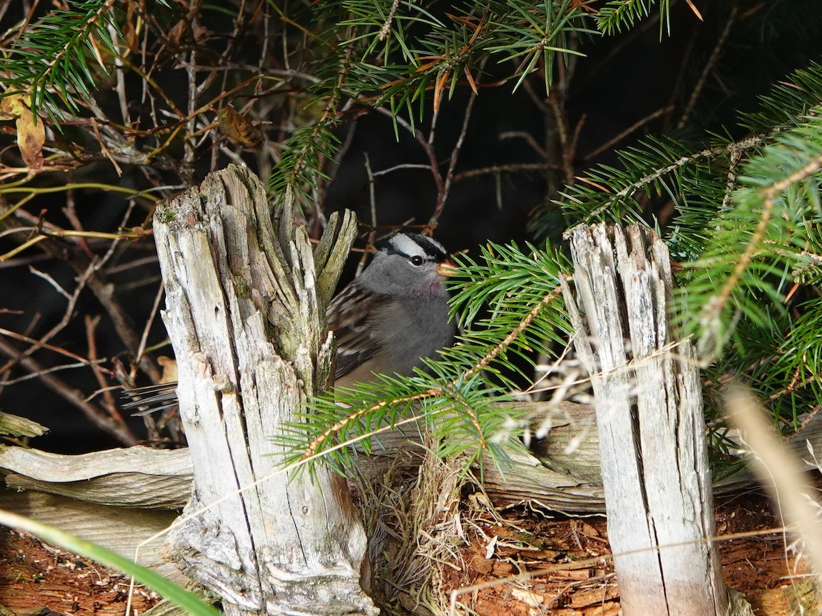 White-crowned Sparrow (leucophrys) - ML644383935