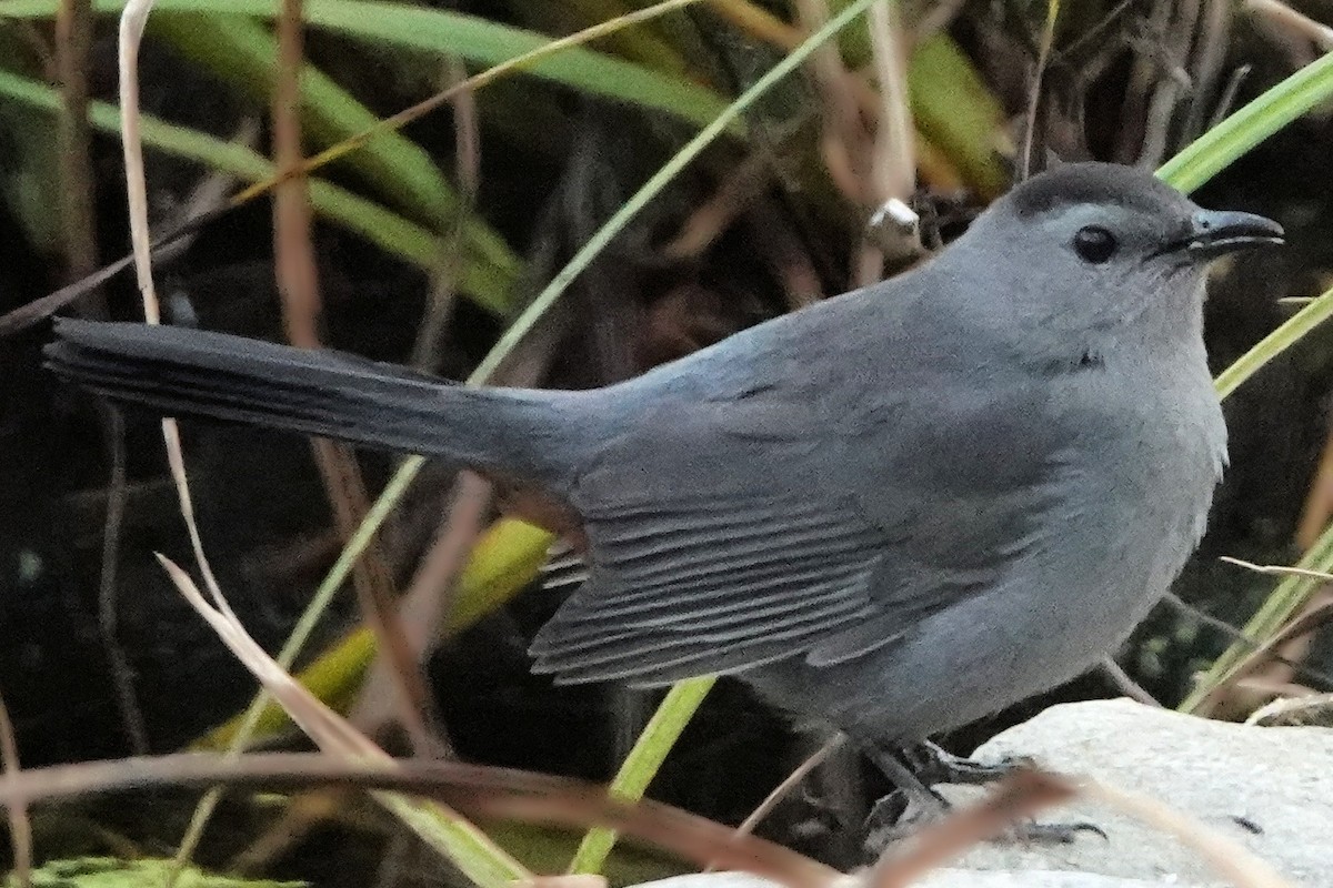 Moqueur chat - ML644383936