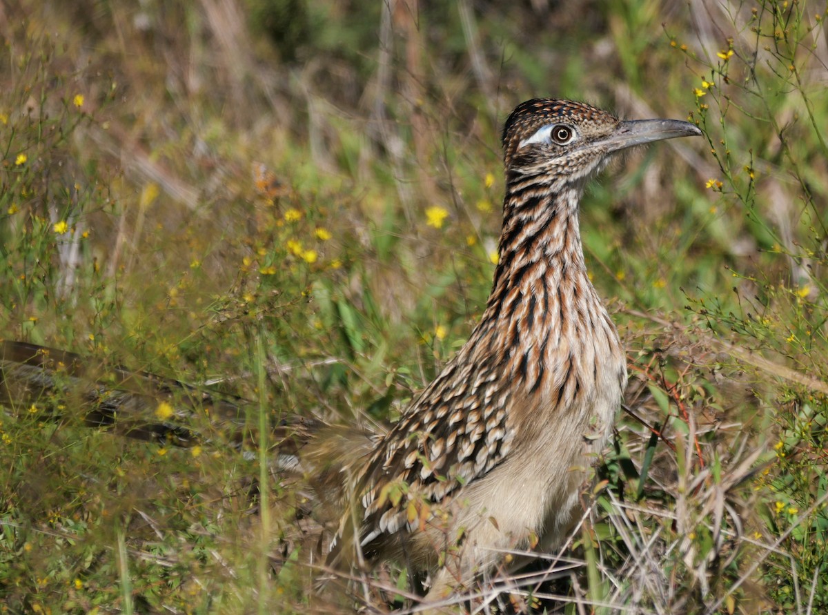 Greater Roadrunner - ML644383940
