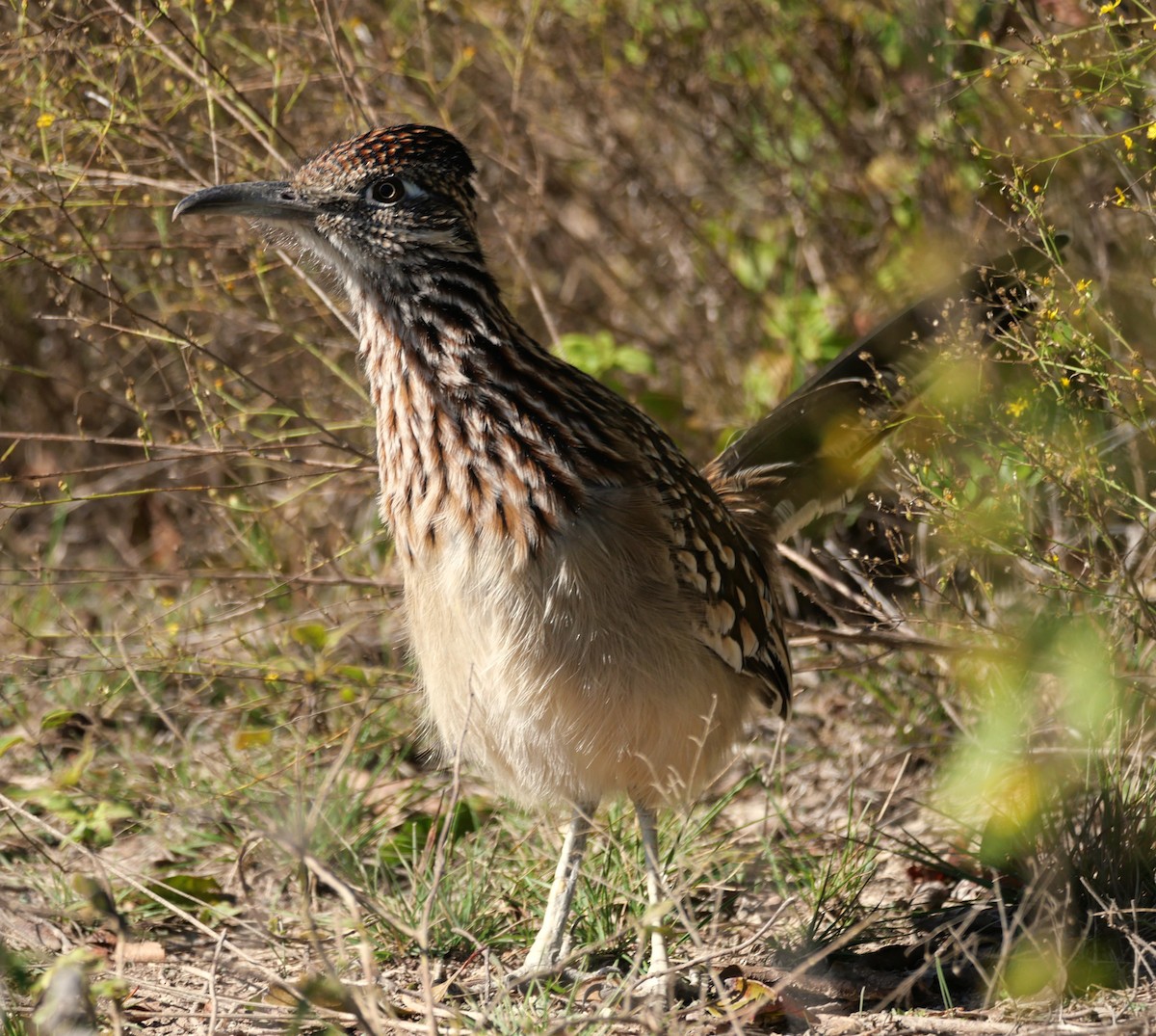 Greater Roadrunner - ML644383941