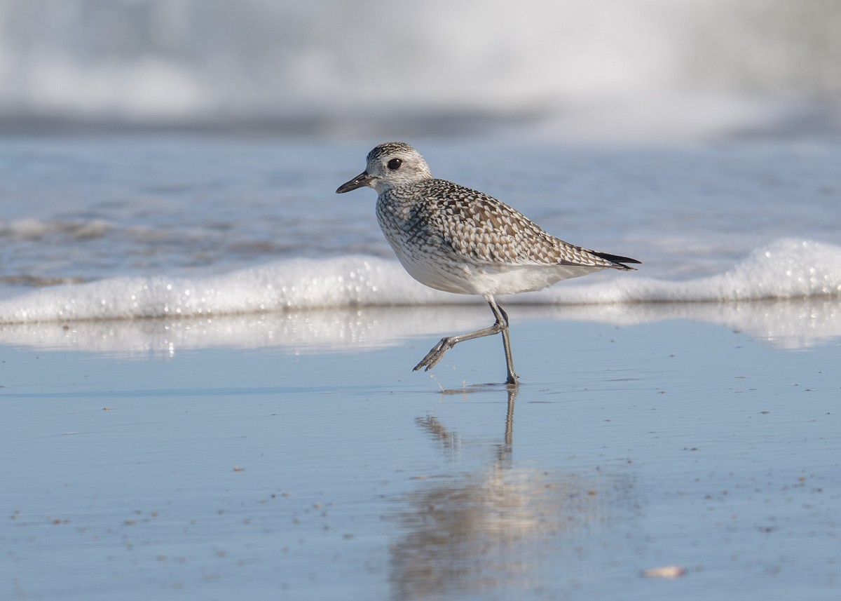 Black-bellied Plover - ML644383945