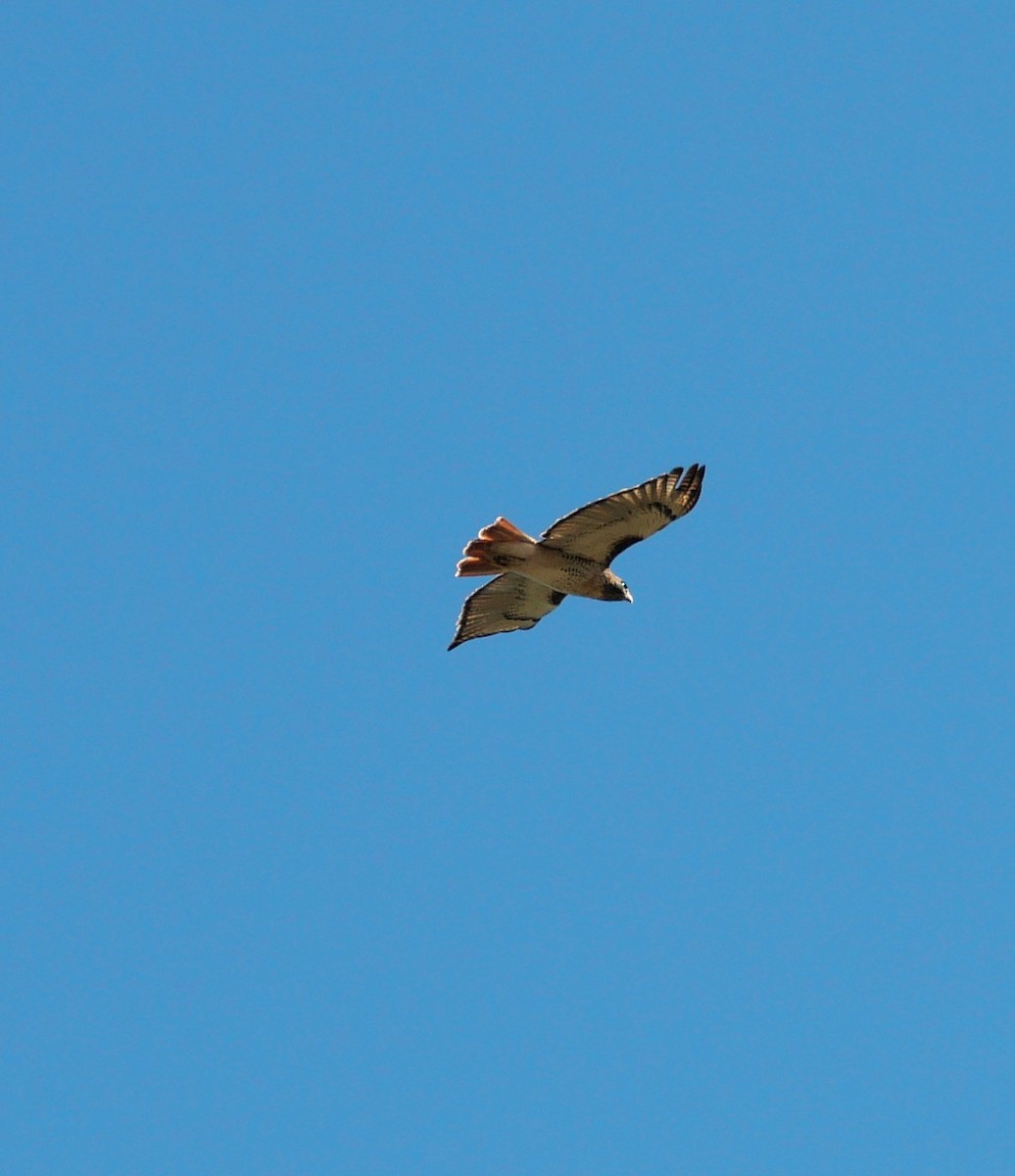 Red-tailed Hawk - ML644383949